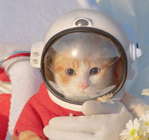 抖音同款宇航员情侣头像-宇航员猫咪高清情侣头像-西门手游网