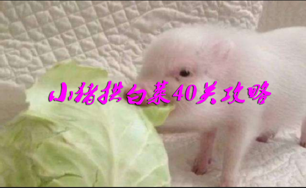 小猪拱白菜40关攻略