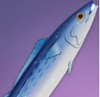 原神衔珠海皇属性介绍