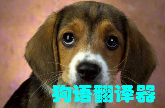 狗语翻译器