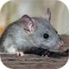 老鼠生存模拟器