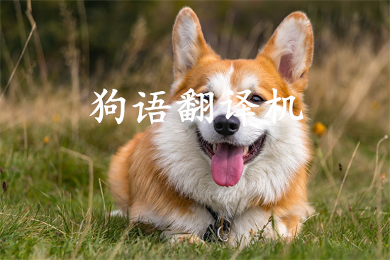 狗语翻译机