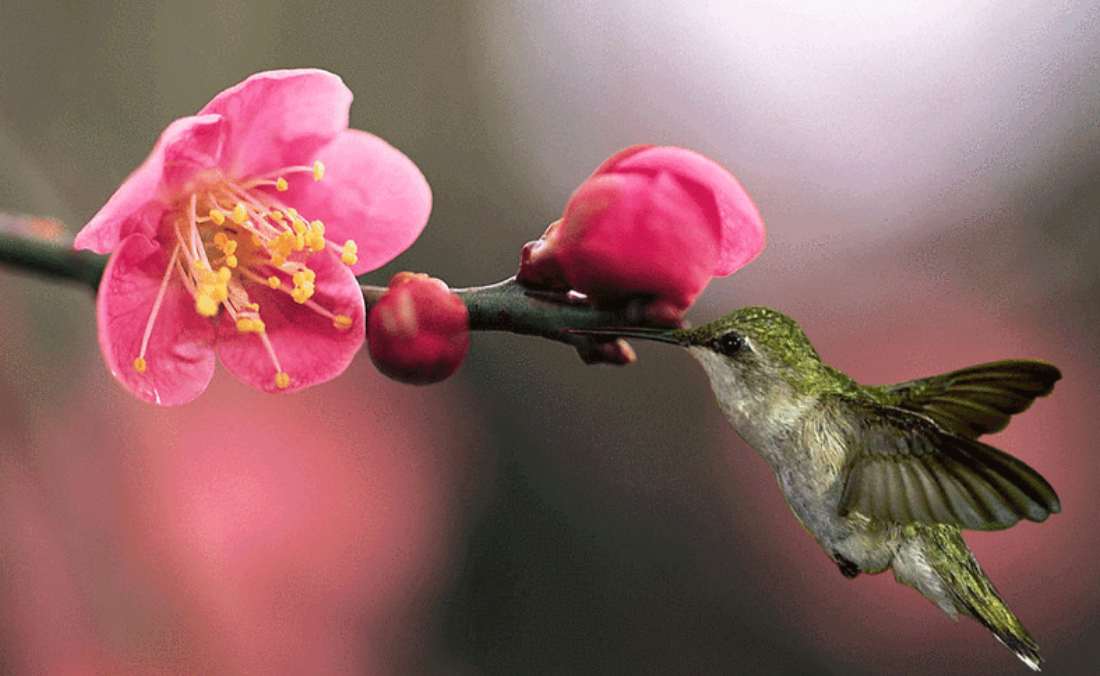 动态手机壁纸免费下载