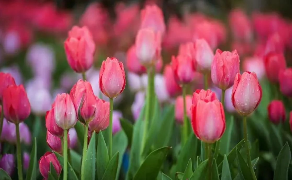 游戏截图软件哪个好