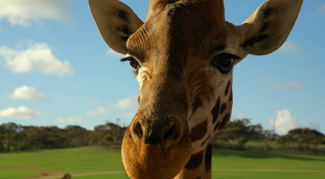 视频桌面app下载