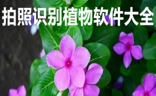 拍照识别植物最好的软件推荐