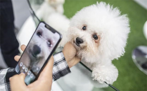 与宠物沟通的软件