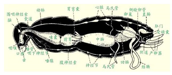 昆虫马氏管的功能为？