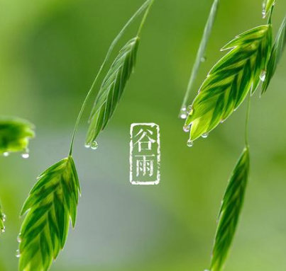 雨前茶是茶中的上品，此处的雨指的是