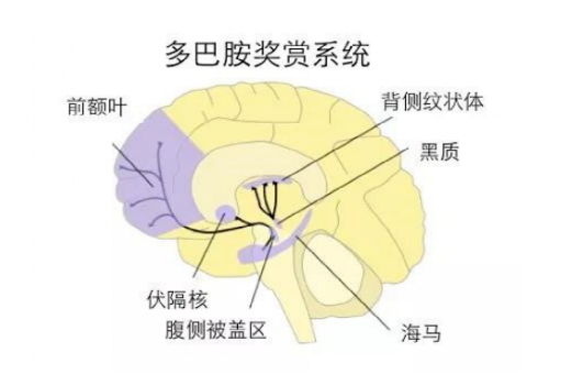 为什么很多人一嗑瓜子就停不下来