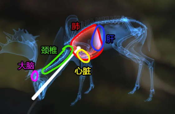 猎人荒野的呼唤猎物致命部位在哪