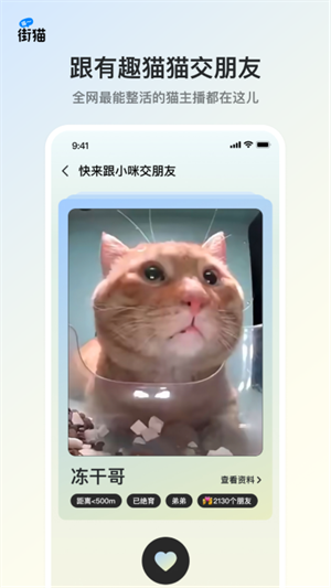 哈啰街猫安卓版