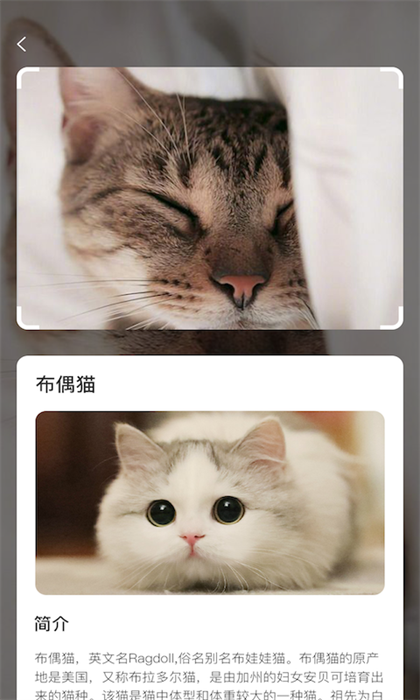 云养猫